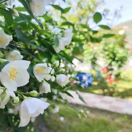Koala Place Pensionat Vasiliki