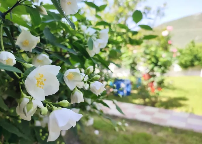 Koala Place Гостевой дом Василики